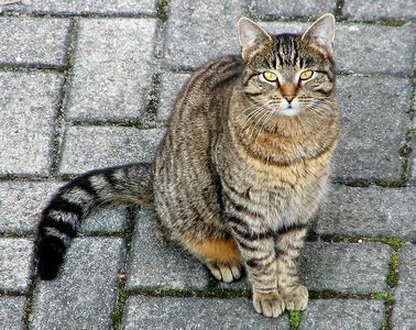 Domestic_cat_cropped