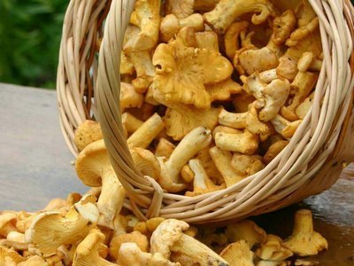 mushrooms in a basket
