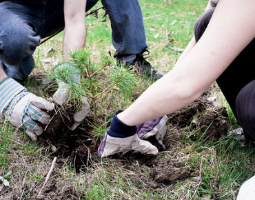 TreePlanting-alexindigo