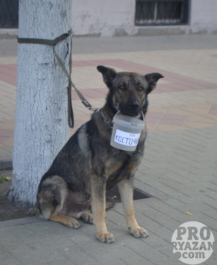 Люди проходят и кидают в ведерко Тоше деньги на косточку.