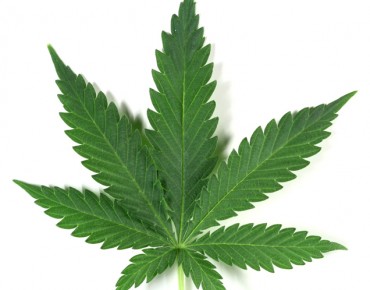 cannabis